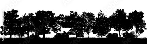 Decidious woodland  silhouette of beautiful trees and bushes. Vector illustration