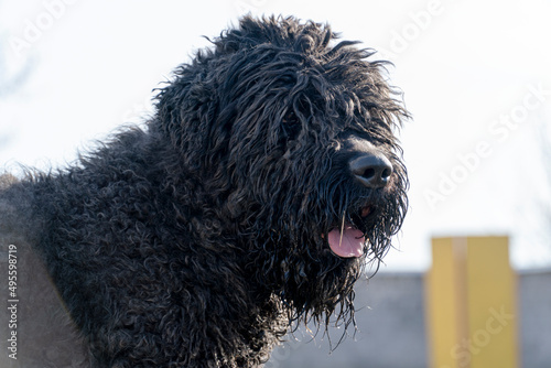 friendly shaggy black dog, shepherd dog posing, pet on spring walk
