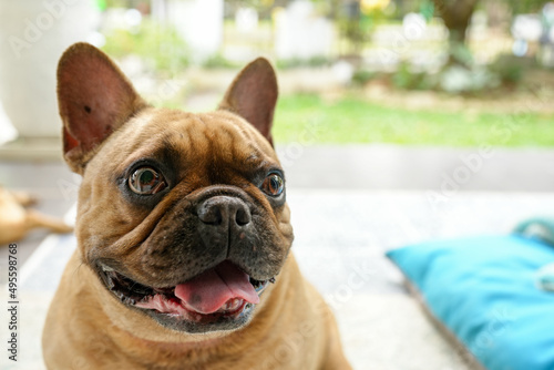 Fototapeta Naklejka Na Ścianę i Meble -  Smiling french bulldog sitting outdoor.