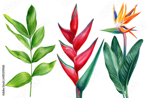 Flowers and leaves, Strelitzia reginae, heliconia. Watercolor tropical plants, botanical illustration, bird-of-paradise photo