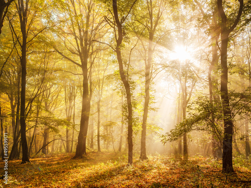 Enchanted Sunny Forest in Autumn with Morning Fog