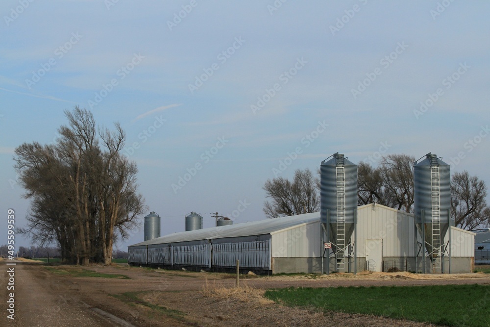 A Pig Farm south of Sterling Kansas USA out in the country with blue sky and white clouds with green wheat.