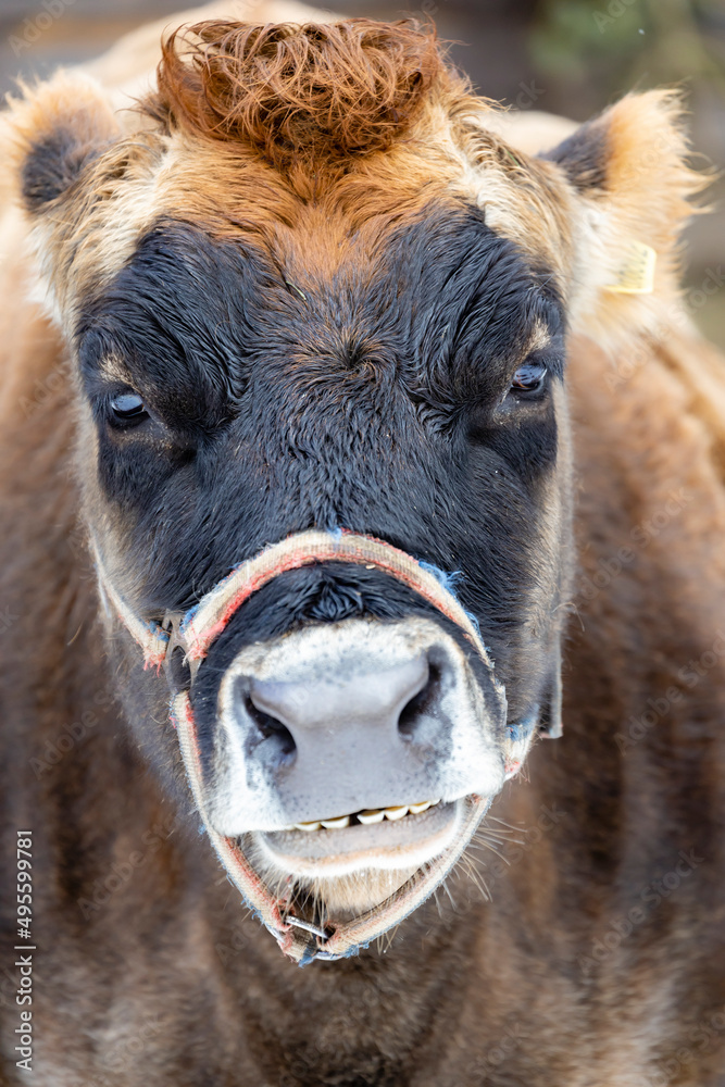 portrait of a camel at Brno ZOO, Czech Republic portrait of a camel at Brno ZOO, Czech Republic