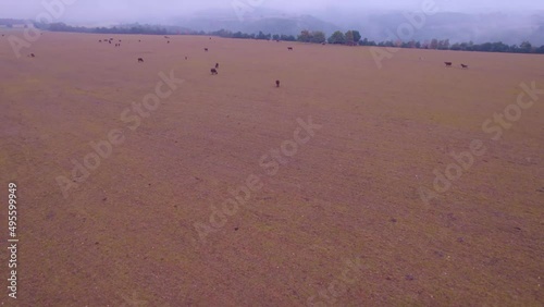 Low and close flight of the DJI Air 2 S drone over a herd of cows and bulls in the province of Bergueda, in Catalonia. in the town of Solsona photo