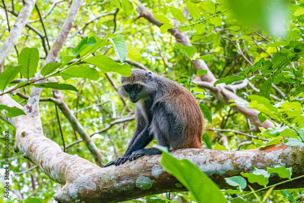 Naklejka premium Photo of Red Colobus Piliocolobus tephrosceles sitting on branch. Zanzibar, Tanzania