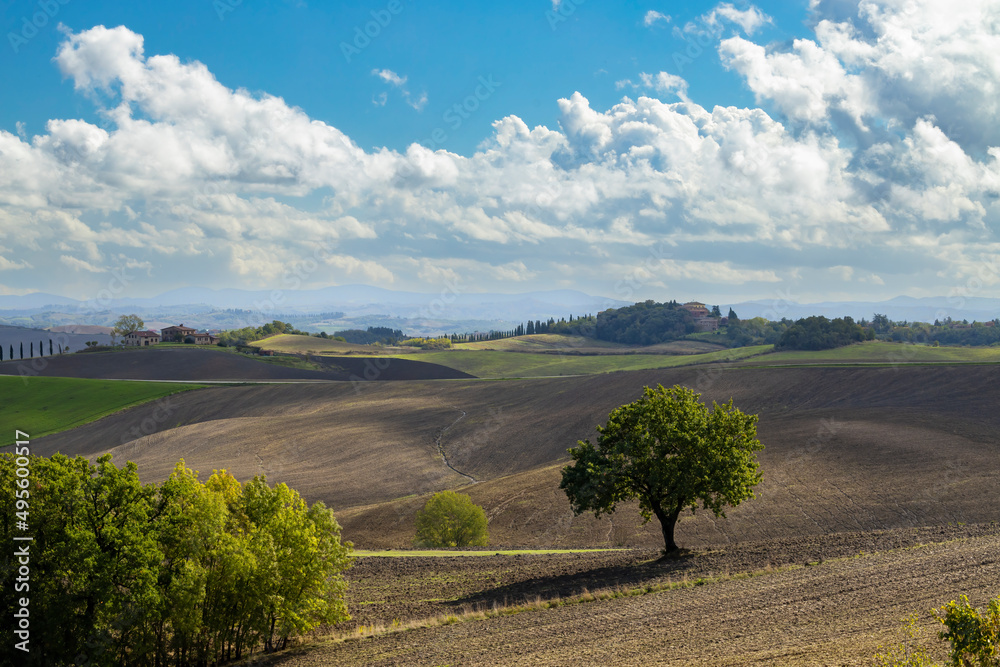 Fototapeta premium Typical Tuscan landscape near Siena, Tuscany, Italy