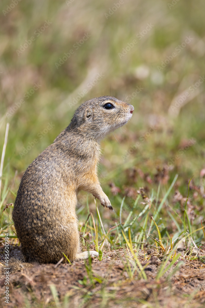 Ground squirrel colony, national natural monuments Radouc, Mlada Boleslav, Czech Republic Ground squirrel colony, national natural monuments Radouc, Mlada Boleslav, Czech Republic