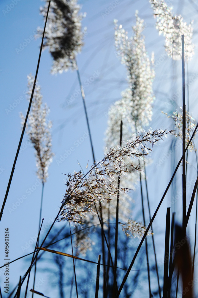 Obraz premium Phragmites communis, common reed under the sun with a light blue sky, morning at the wetlands