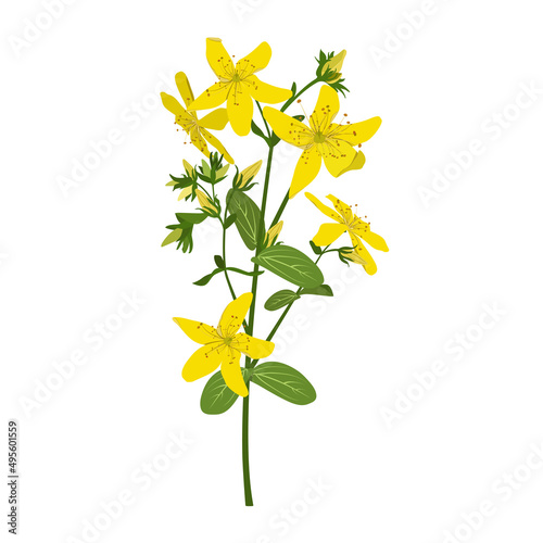 St. John's wort, medicinal herbal flower. Botanical plant. Tutsan herb. photo