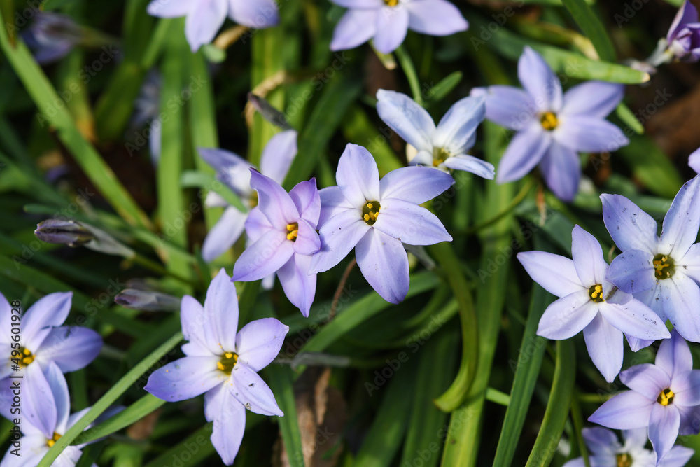 青色の花 ハナニラ 青色の花 ハナニラ