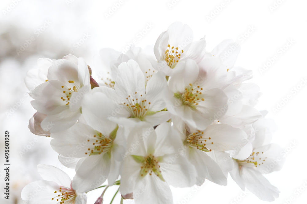 満開の桜の花 満開の桜の花