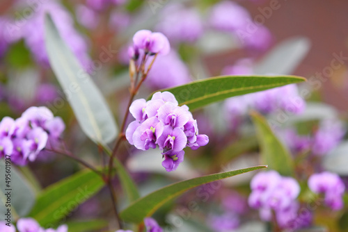 紫色の花　ハーデンベルギア