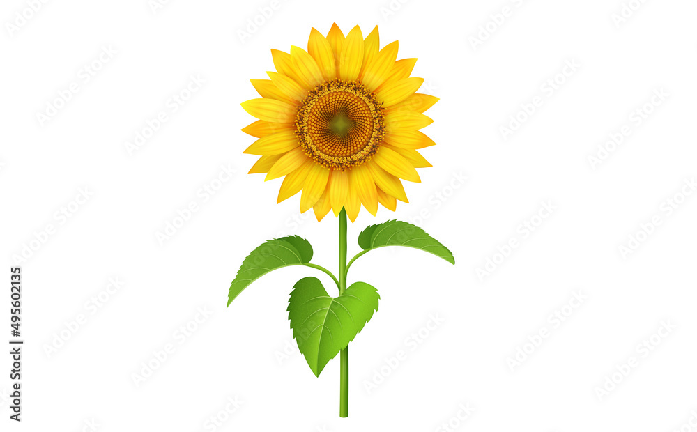 Fototapeta premium Sunflower with green leaves isolated on white background. Vector Illustration
