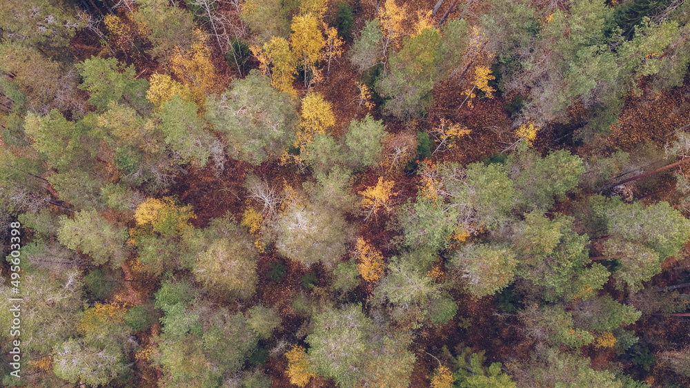 Larch forest in Karelia among autumn colored trees, Russia. Beautiful autumn season landscape forest stock photography