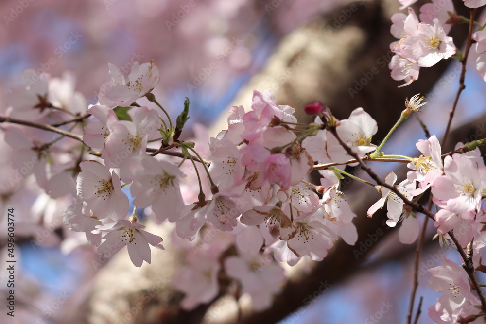 Obraz premium 青空と桜