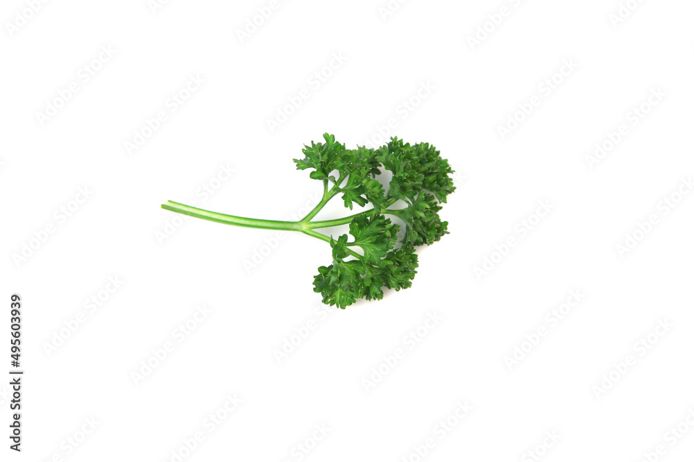 A green parsley stem and leaf photographed in the studio isolated on a white background. A green parsley stem and leaf photographed in the studio isolated on a white background.