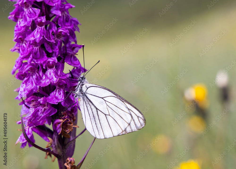 Black-veined White butterfly, Aporia crataegi and Heath Spotted Orchid or Moorland Spotted Orchid (Dactylorhiza maculata) Black-veined White butterfly, Aporia crataegi and Heath Spotted Orchid or Moorland Spotted Orchid (Dactylorhiza maculata)
