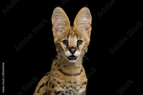 Fotografie Funny Portrait of Serval cat Gazing isolated on Black Background in studio