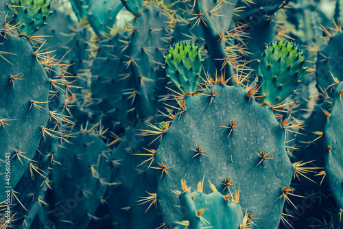 closeup of thorn cactus plant © pernsanitfoto