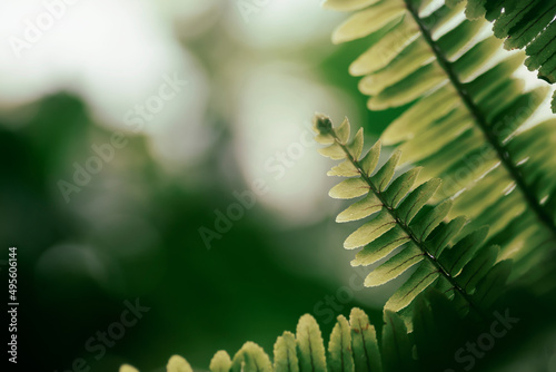 green fern leaf and bright natural background