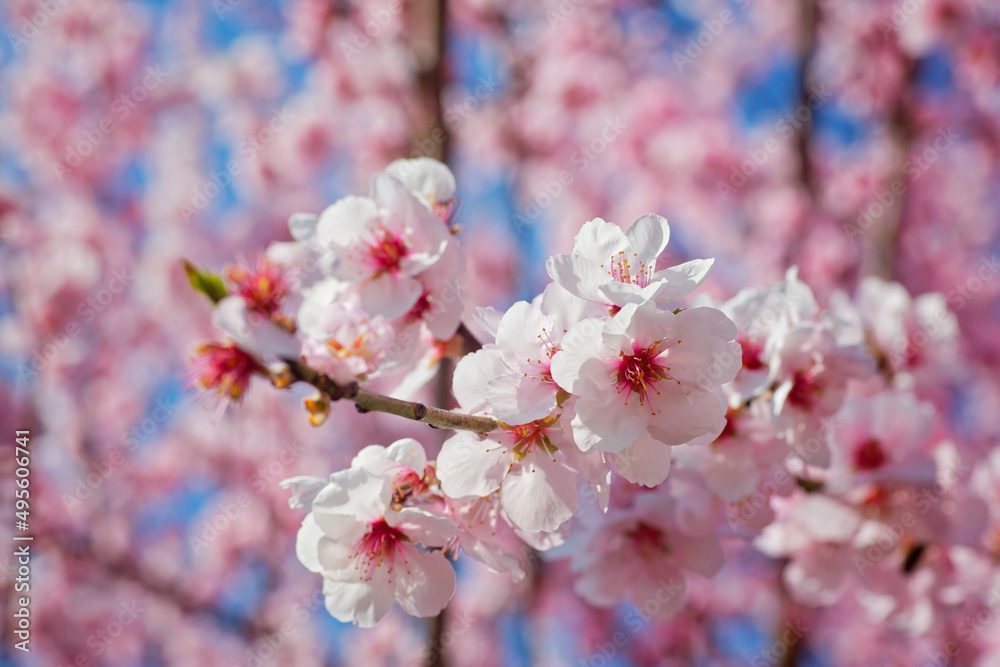 Kirschblüte im Frühling
