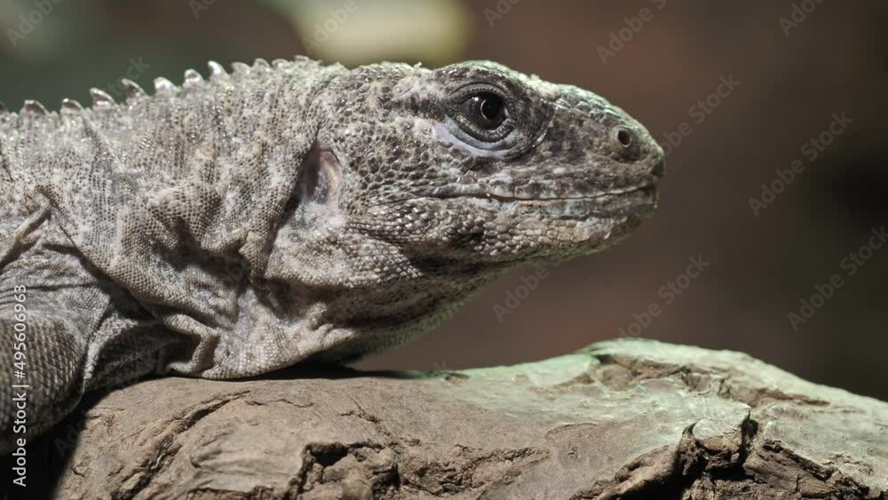 The Utila Iguana on a branch (Ctenosaura bakeri) is a critically endangered lizard species. The Utila Iguana on a branch (Ctenosaura bakeri) is a critically endangered lizard species.