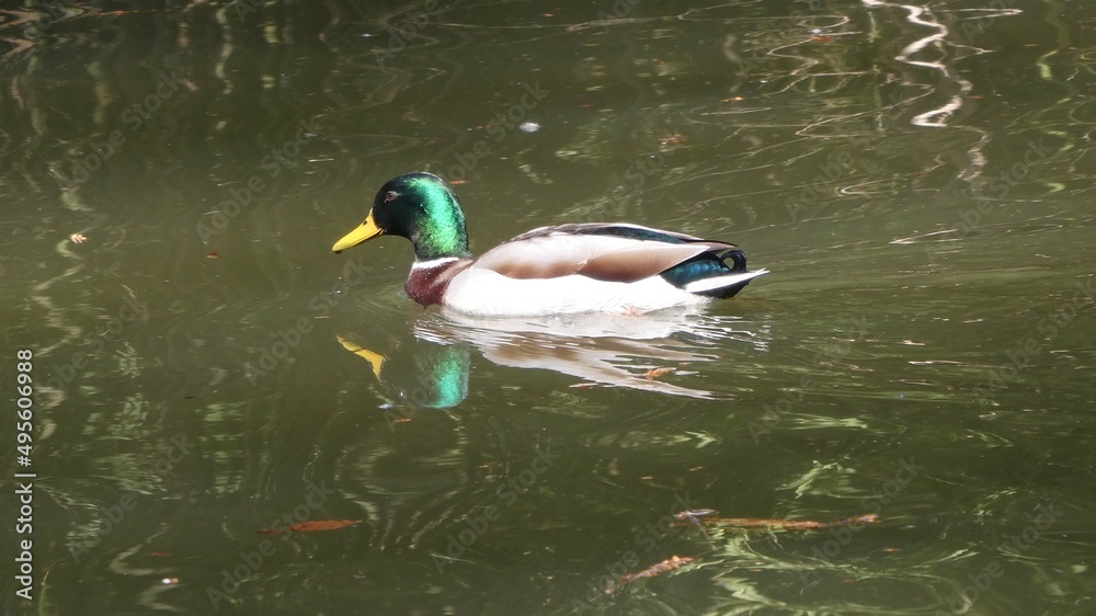 Fototapeta premium Mallard is resting in the water