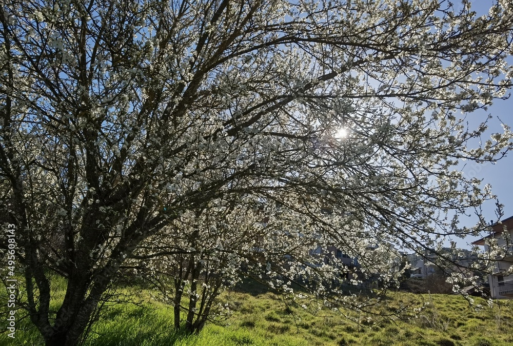 flowers of damson tree in spring with blue sky background flowers of damson tree in spring with blue sky background