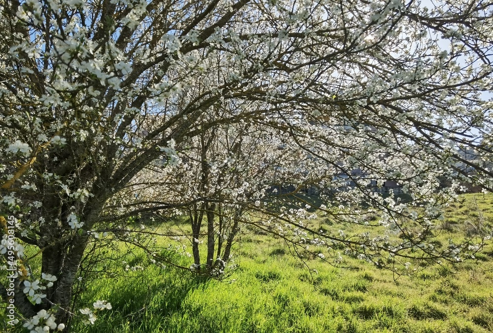 Fototapeta premium flowers of damson tree in spring with blue sky background