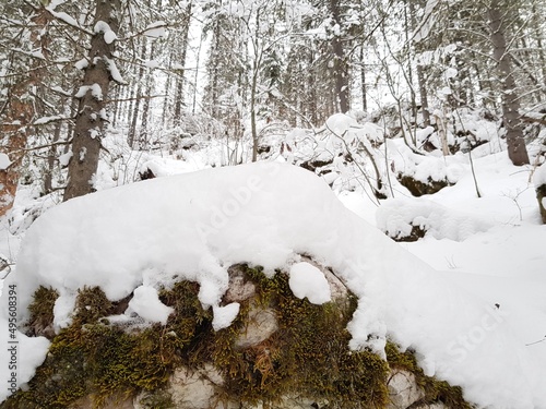 Trees in the winter forest covered with snow