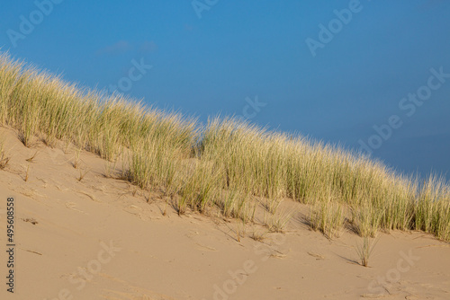 Ammophila, commonly known as marram grass, on a sand dune at Formby in Merseyside
