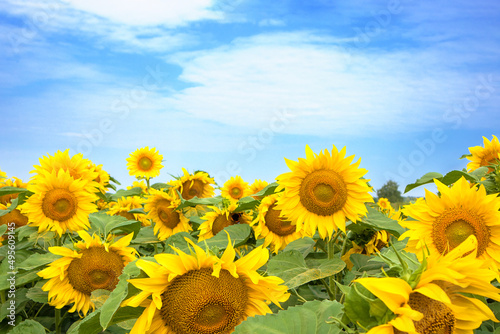 Summer background with field of bright sunflowers and blue cloudy sky. Agricultural concept.