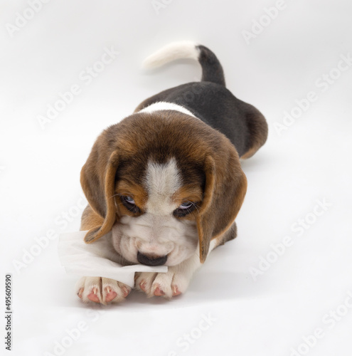 beagle puppy