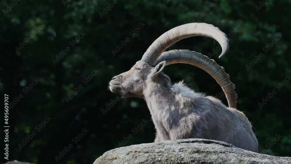 Male mountain ibex or capra ibex sitting on a rock in a german park Male mountain ibex or capra ibex sitting on a rock in a german park