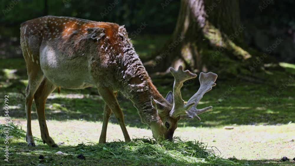 The fallow deer, Dama mesopotamica is a ruminant mammal belonging to the family Cervidae. The fallow deer, Dama mesopotamica is a ruminant mammal belonging to the family Cervidae.