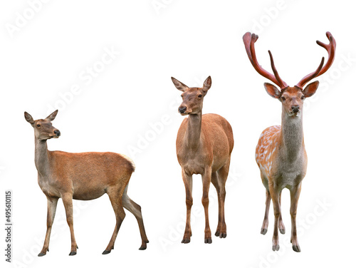 Print op canvas deer isolated on white background