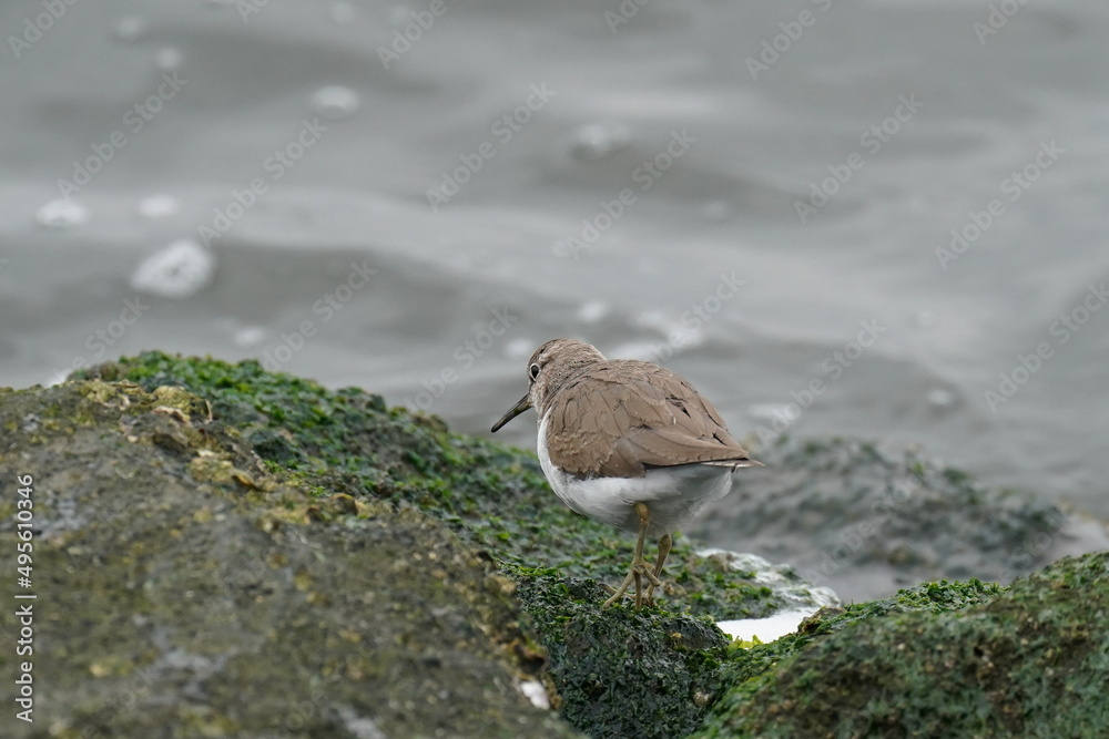 little ringed plover in the seashore little ringed plover in the seashore