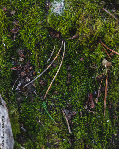 Closeup on green moss and pine needle