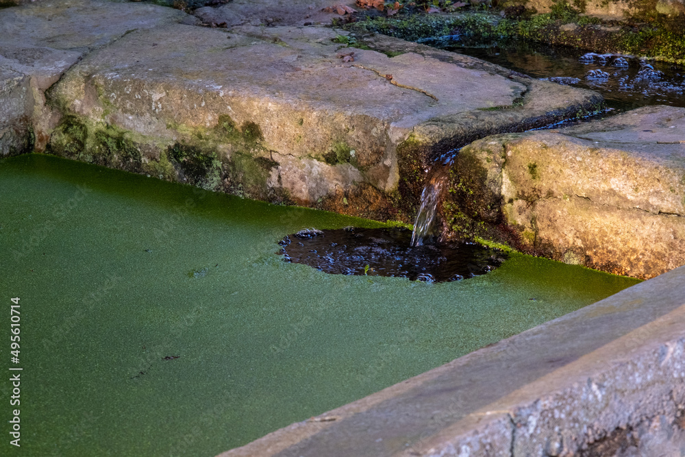 Eau de source coulant dans un bassin en pierre recouvert d'algues