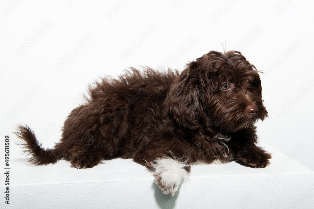 Cute brown curly puppy Maltipu, studio portrait isolated on white