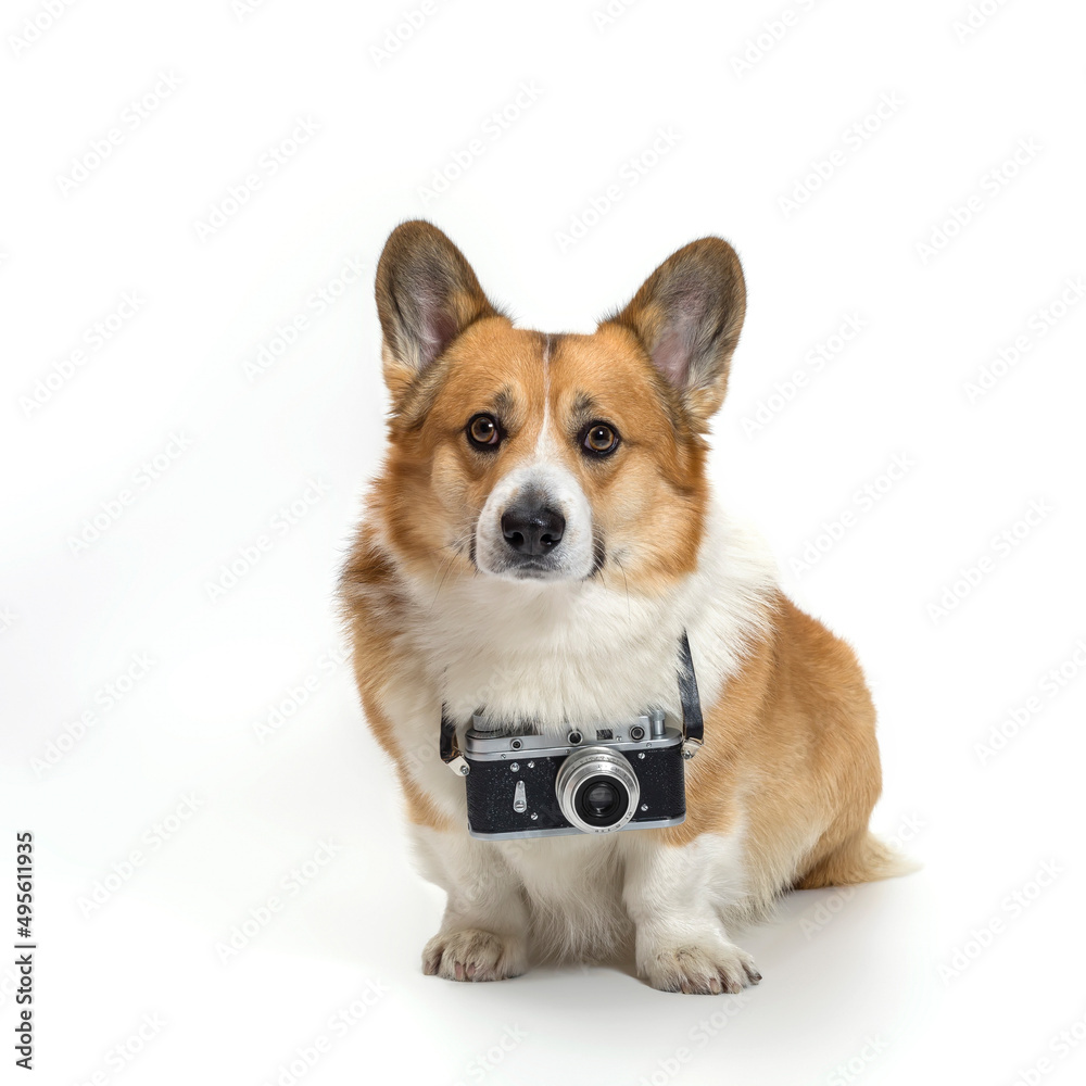 square portrait of a cute photographer dog corgi sitting on a white background in a studio with a retro camera around his neck