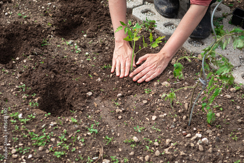 Caucasian woman working in the home garden  planting seedlings into freshly cultivated land