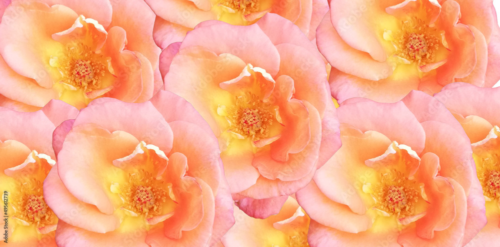 Fine art image of flowers background. Wallpaper, minimalist flowers for wall decoration. Wedding decoration. banner, print, cover, decoration. Canvas. modern art. Packaging. book cover. Fine art image of flowers background. Wallpaper, minimalist flowers for wall decoration. Wedding decoration. banner, print, cover, decoration. Canvas. modern art. Packaging. book cover.