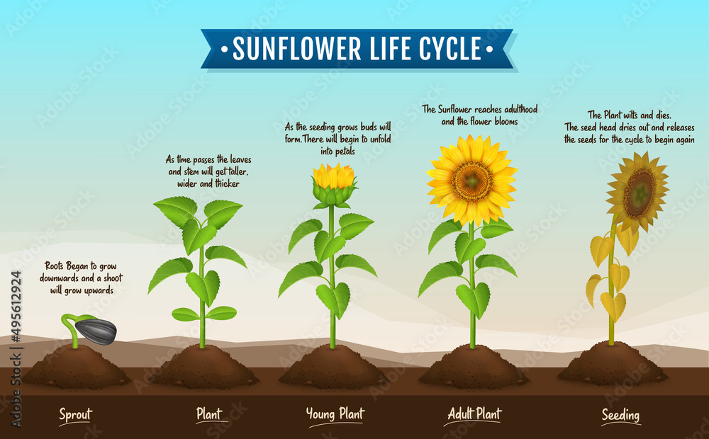Sunflower plant life cycle infoupdate
