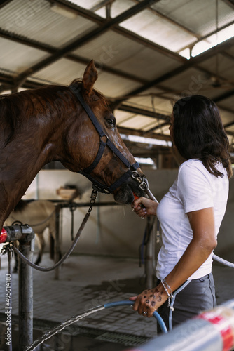 A young woman feeds carrots to a horse.