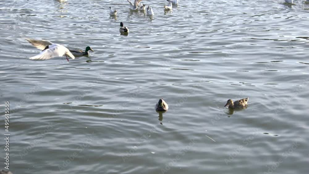 Swans, ducks and seagulls gather together on the surface of the water on a spring day on the Polish river Vistula
