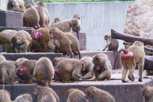 małpa zwierzę dzika natura zoo madryt #495615584