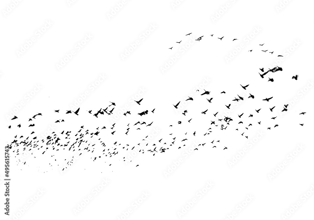 Naklejka premium A large flock of flying birds isolated on a white background. Overlay effect. Silhouettes of birds