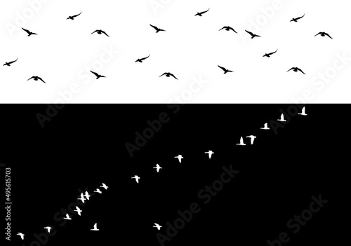 Canvas Print A flock of flying birds isolated from the background