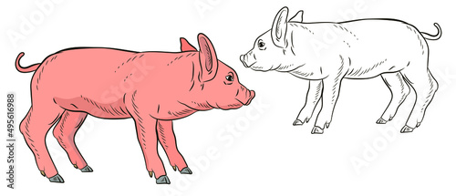 A pet  a pig. Black and white and color image. Coloring book for children. Vector drawing.